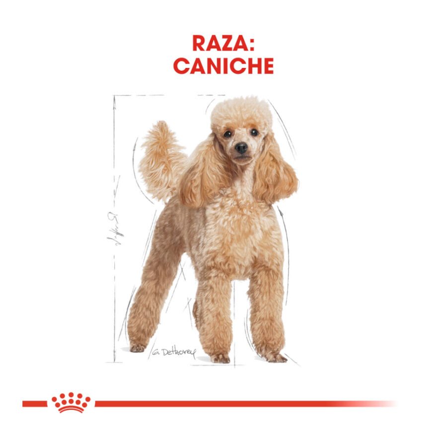 Royal Canin Adult Poodle pienso para perros, , large image number null